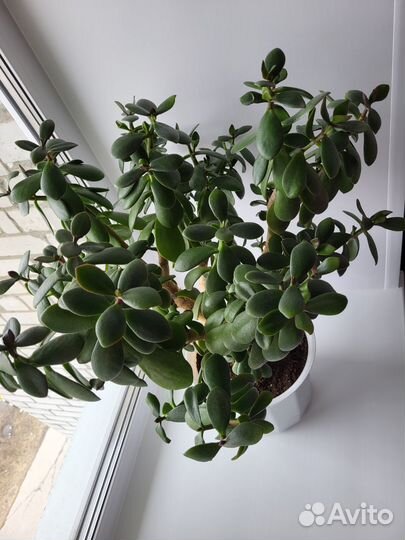 Толстянка (денежное дерево)