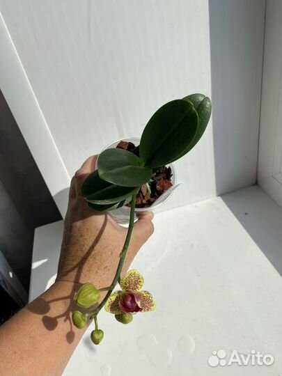 Орхидея Phal. Sogo Vieker '456'