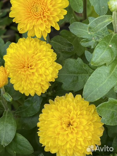 Многолетние цветы