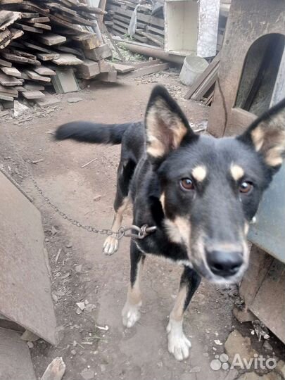 Собака