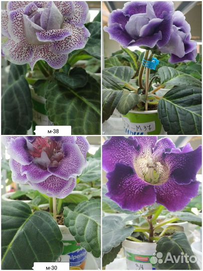 Глоксинии сортовые