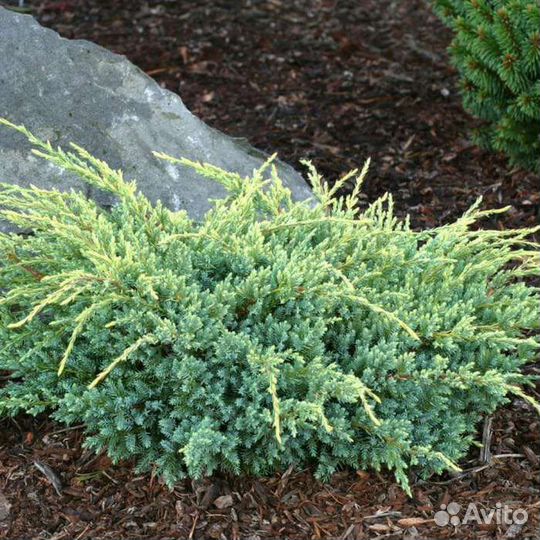 Можжевельник Холгер