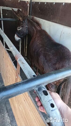 Перевозка Лошадей, крс, мрс и др. животных