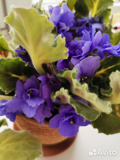 Фиалка светло фиолетовая