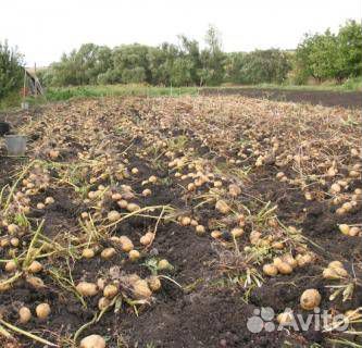 Картофель с доставкой