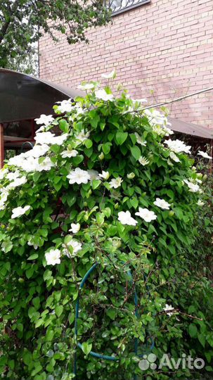 Клематисы многолетние цветы