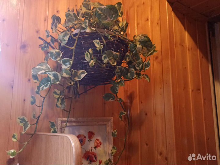 Эпипремнум Н джой