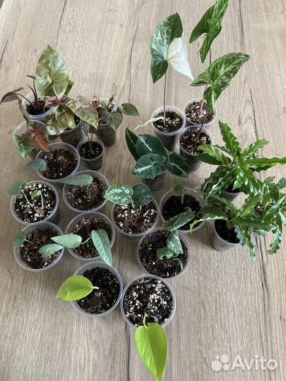 Сциндапсусы, сингониумы, калатея