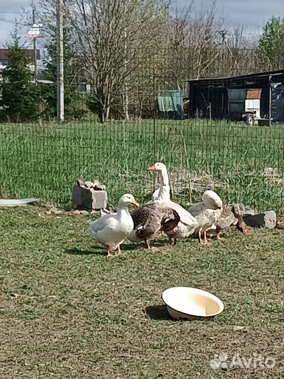 Два весёлых гуся, яйцо