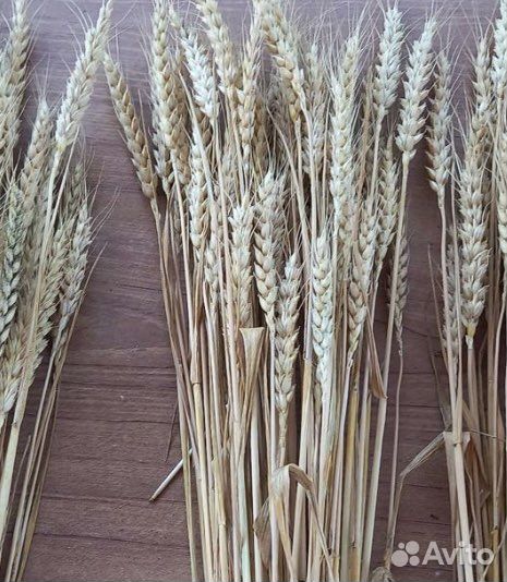 Сухо цветы пшеницы