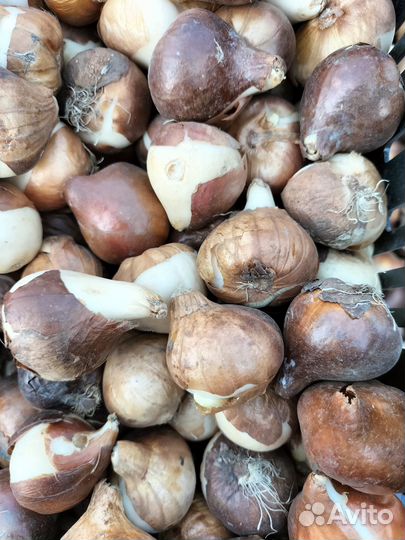 Луковицы тюльпанов оптом 12+