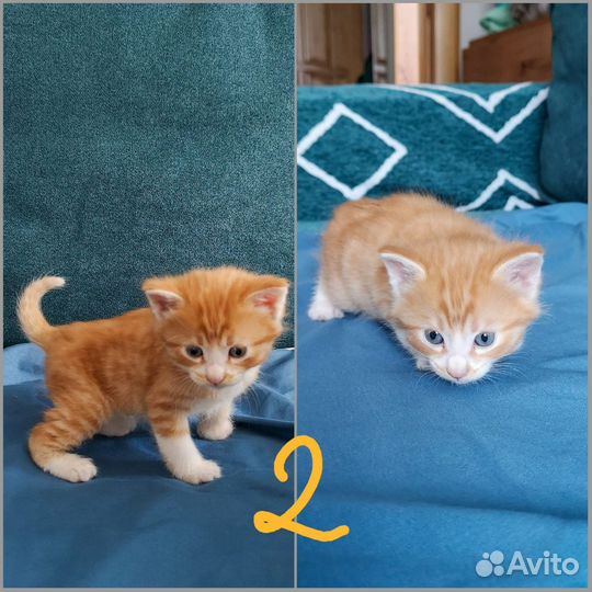 Котята в дар