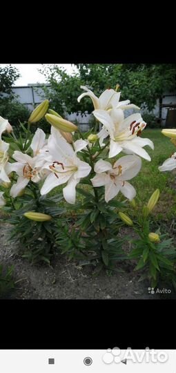 Лилии белые луковицы