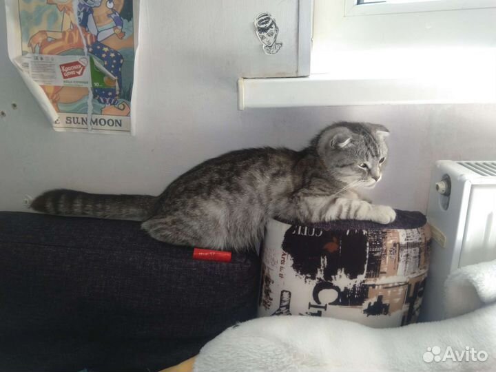 Шотландская вислоухая кошка