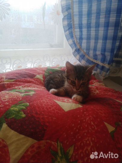 Котята 2.5 месяца