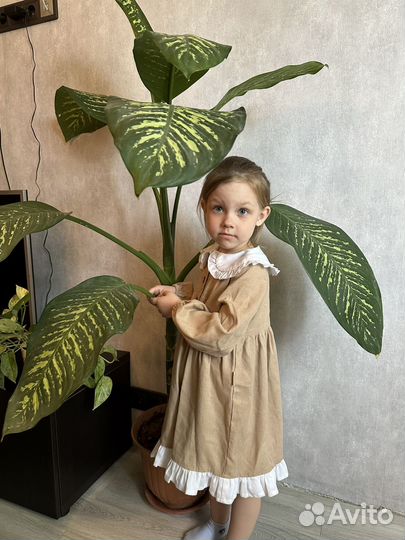 Диффенбахия