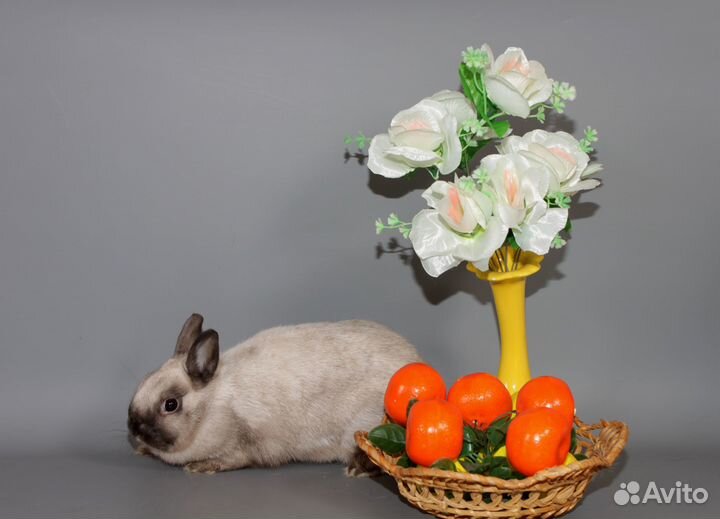 Декоративные карликовые кролики