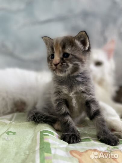 Мейн-кун девочка