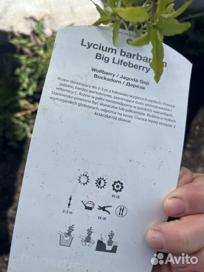 Саженцы Годжи Биг Лайфберри
