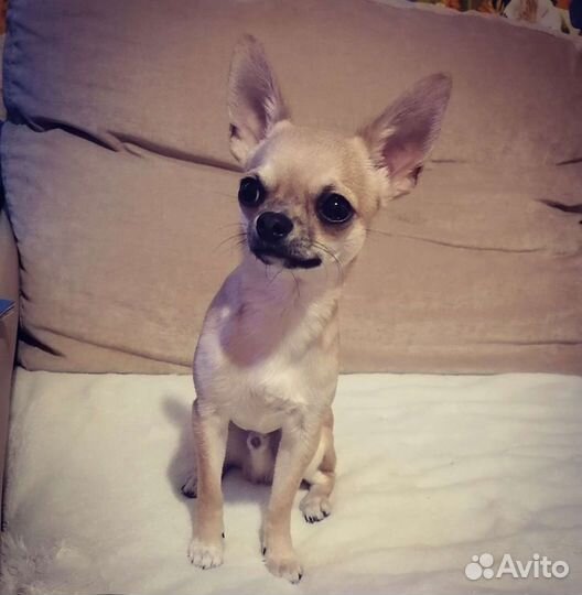 Вязка кобель чихуахуа