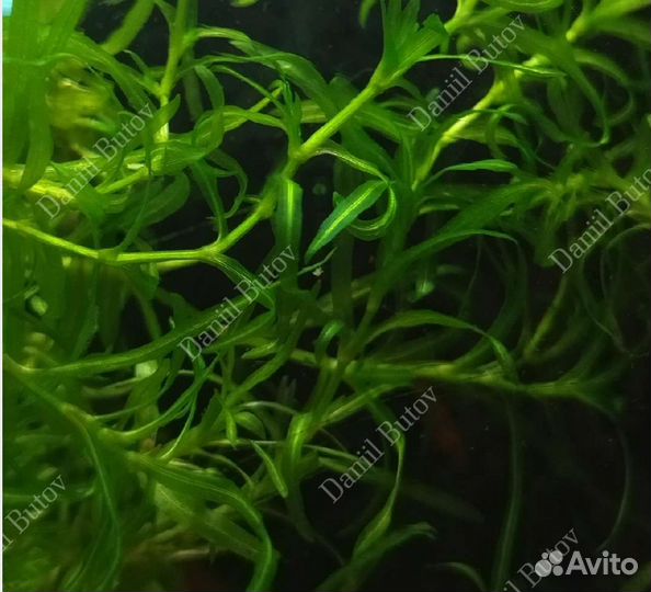 Растения в дар