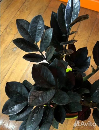 Замиокулькас davon