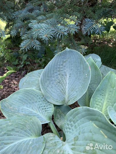 Хосты сортовые