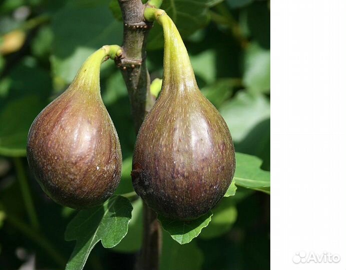 Саженцы: инжир, смородина чёрная, вишня