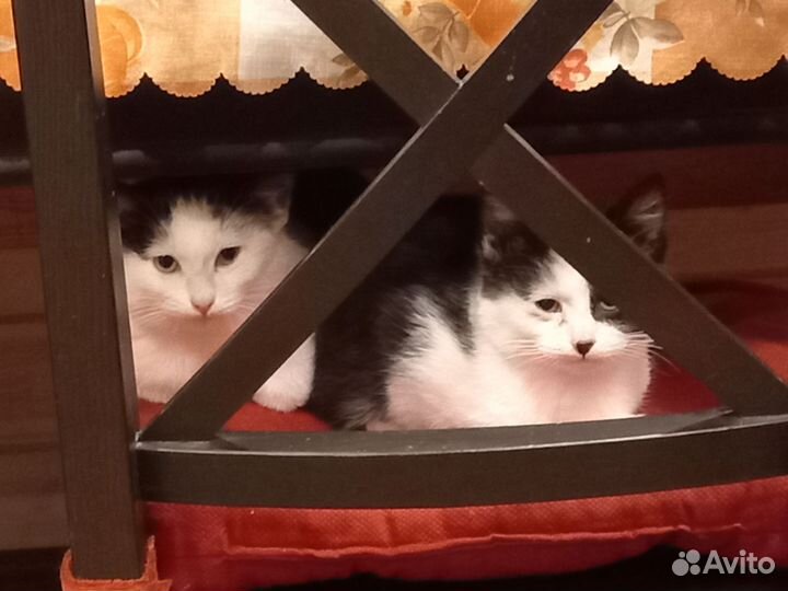 Котики-братики