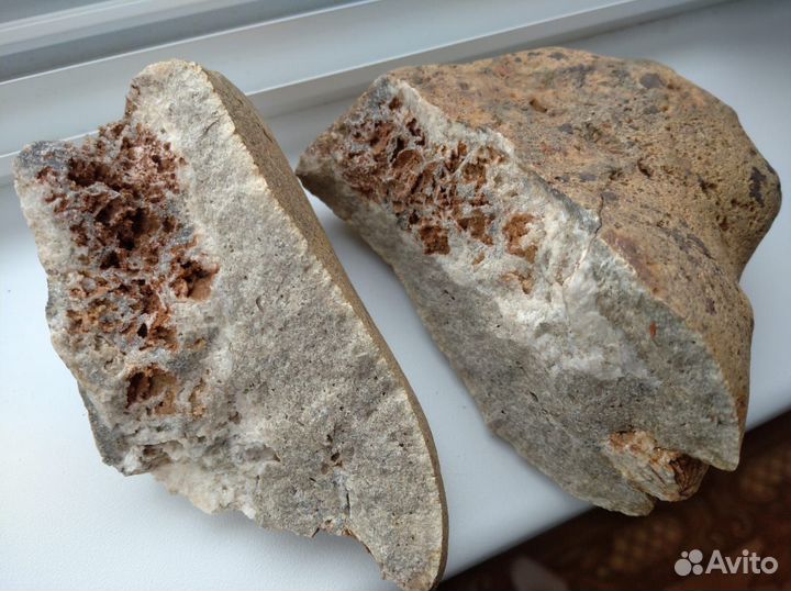 Окаменелость