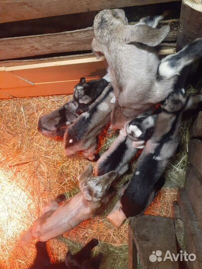 Продам нубийских козлят