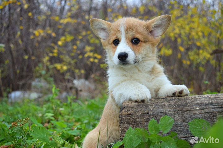 Мальчики и девочки корги