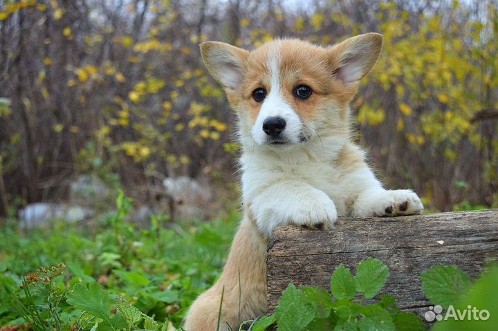 Мальчики и девочки корги