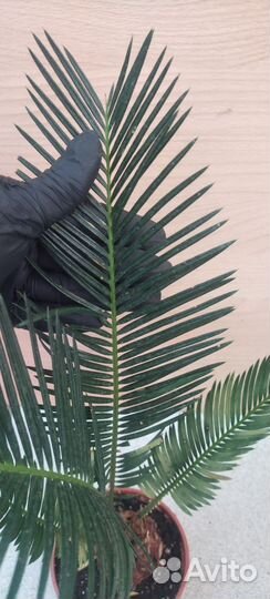 Пальма цикас