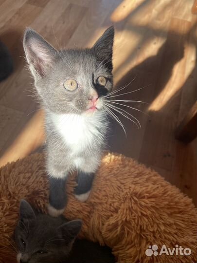 Котята 2месяца