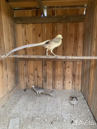 Фазан Лимонный и Золотой