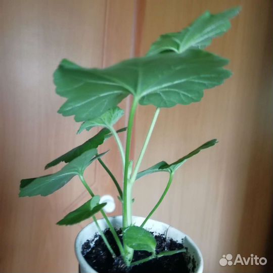 Пеларгония герань