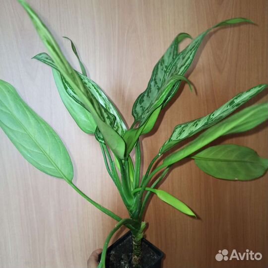 Аглаонема цветущая