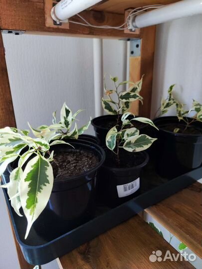 Фикусы бенджамина мунлайт цветы 25, 35 см