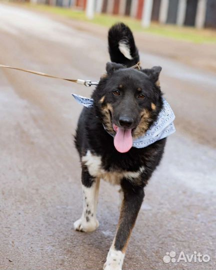 Собака в добрые руки