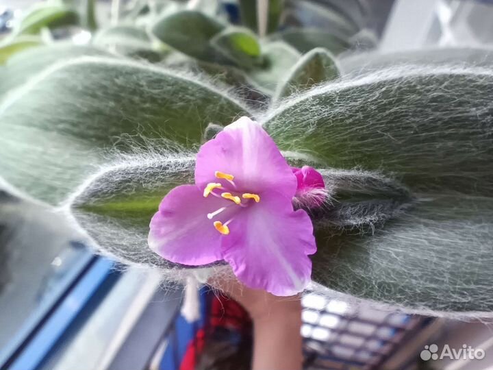 Традесканция силламонтана