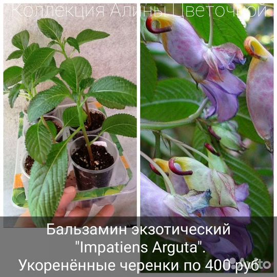 Экзотические бальзамины