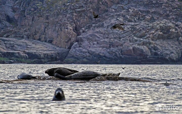 Тур в Териберку с выходом в море