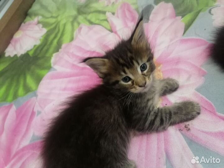 Кошки мейн-кун