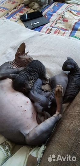 Котята сфинкс