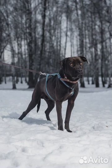 Красавец питбуль в поисках семьи