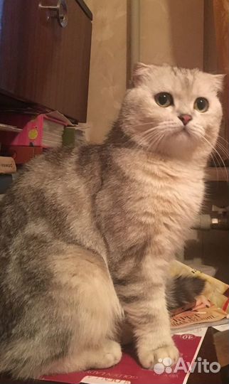 Профессиональная передержка кошек