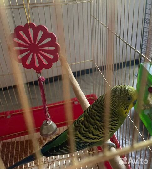 Передержка животных, выгул