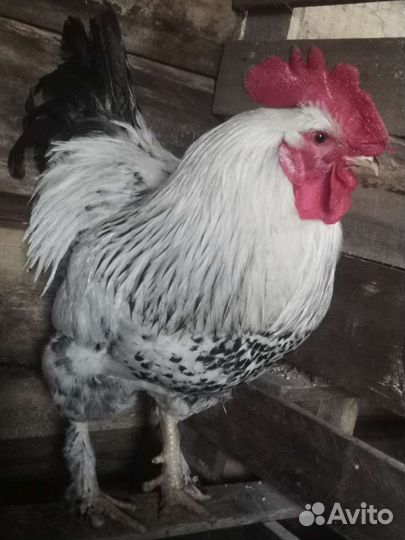 Петухи крупные, возраст 1год 2 месяца