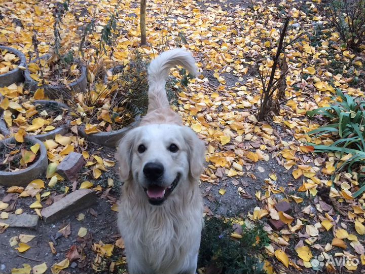 Вязка. Кобель породы золотистый ретривер ищет подр